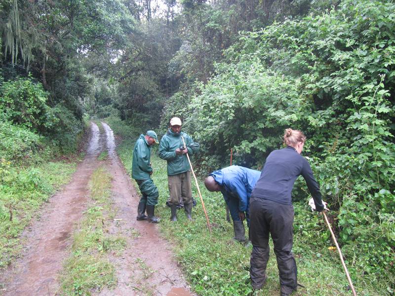 Getting ready to start the vegetation sampling outside Bwindi with the vegetation team (Philemon Tumwesigye, Christopher Byaruhanga, Emmanuel Tibenda and Nicole Seiler) (© Nicole Seiler)