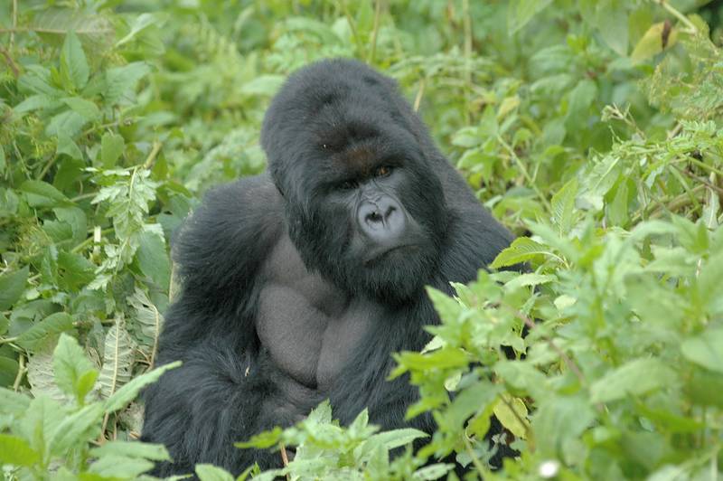 Der Gorillakopf wird vergrößert durch Knochenkämme des Schädels, an denen die kräftige Nacken- und Kaumuskulatur ansetzt. (© Peter Gold)