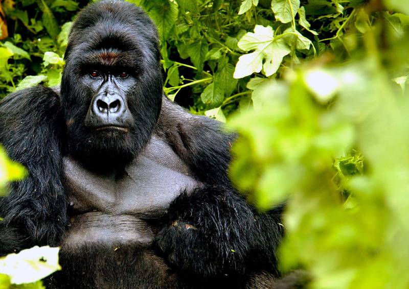 Silberrücken Kabirizi, Patriarch der größten habituierten Berggorillafamilie. Virunga-Nationalpark, © Paul Taggart