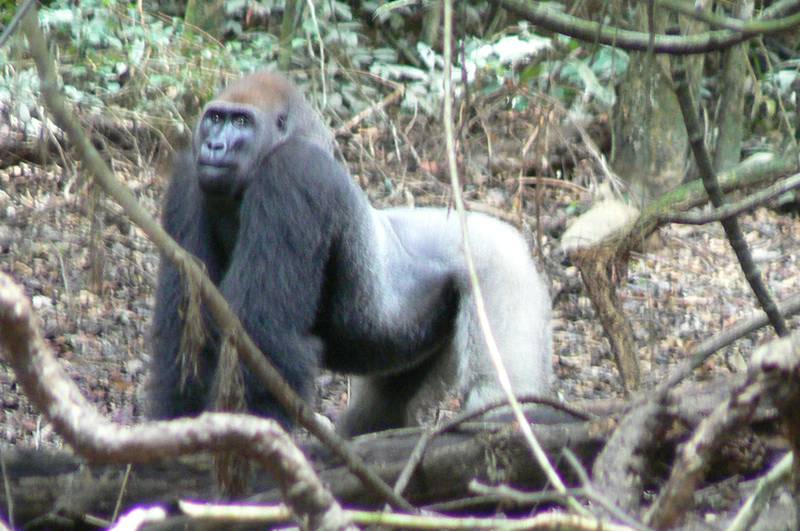 The silverback Papa Gentil in Group Gentil (Sept. 2007) (© Chieko Ando)