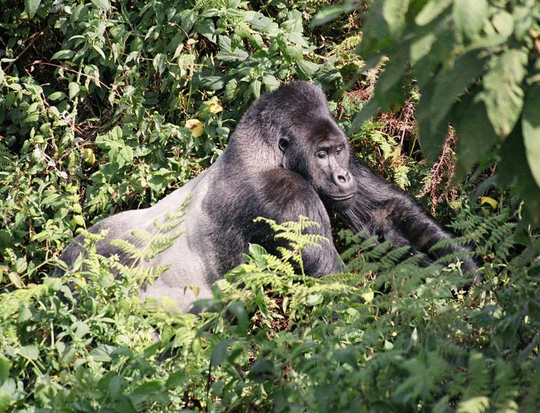 The silverback Nzanzu (© The Gorilla Organization)