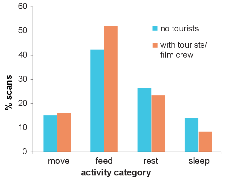 Silverback activity budget by human group type (© Chloe Hodgkinson)