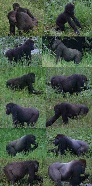Side profiles of gorillas of different life-history classes. The two photos in each row present a typical example of the life-history classes used in this study (from top: infang, juvenile, subadult, blackback, young silverback and adult female/adult silverback (© Thomas Breuer)