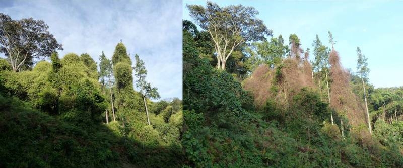 Sericostachys scandens in Nyungwe National Park, showing the recent die-off. Left: 20 January 2010, right: 27 October 2010 (© Paul Scholte)