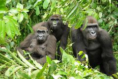 Sophie with Antsia, Mbundu and Tonga (© PPG Gabon)