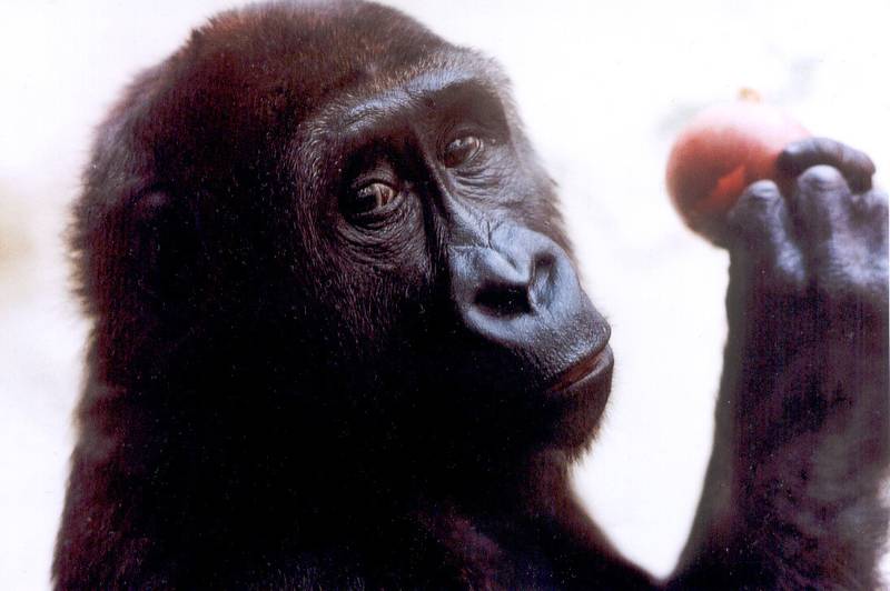 [Translate to EN:] Zoo-Gorilla Pertinax (© Angela Meder)