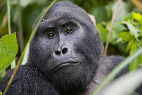 Silberrücken in Bwindi (© Uwe Kribus)