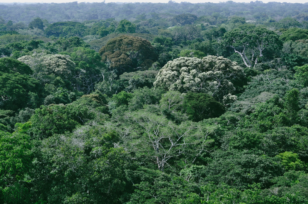 Rain Forest - Berggorilla & Regenwald Direkthilfe e.V.