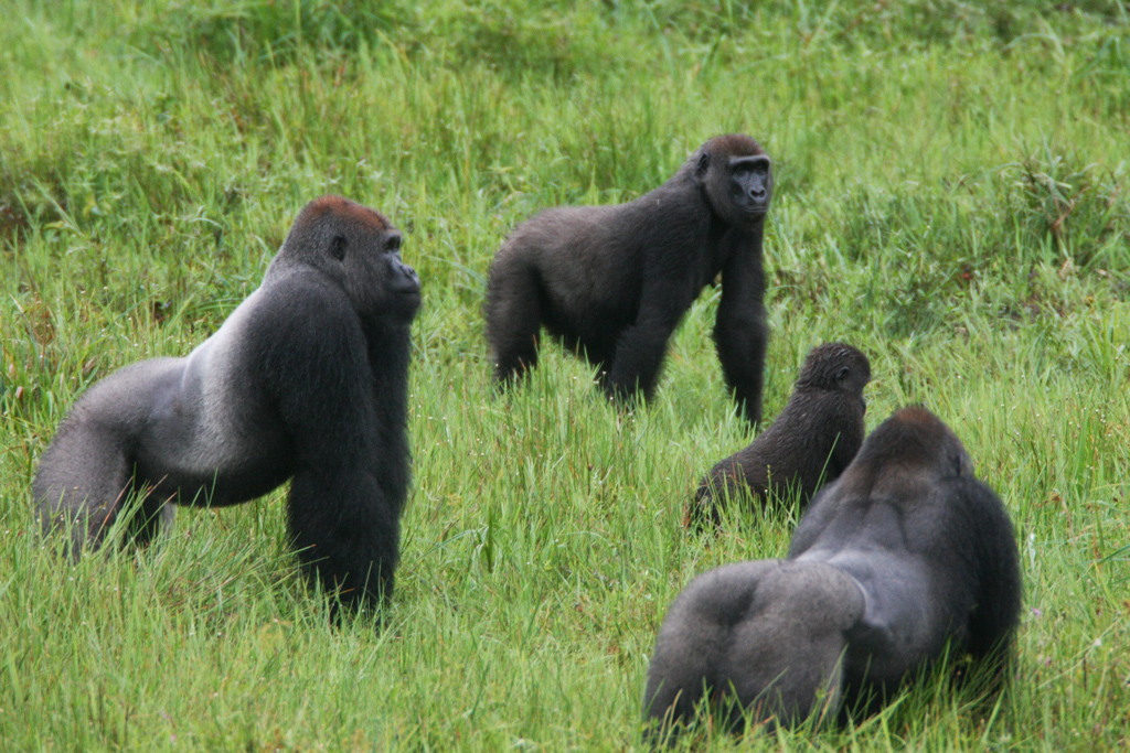 Kontakte von Gorillas und Schimpansen - Berggorilla & Regenwald ...