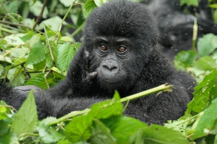 Young gorillas seen dismantling poachers' traps for the first time > Days  after a poacher's trap killed a young mountain gorilla in Rwanda's  Volcanoes National Park, researchers have spotted something remarkable: two